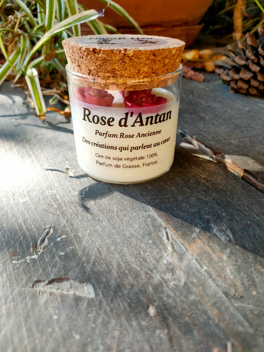 Rose d' Antan