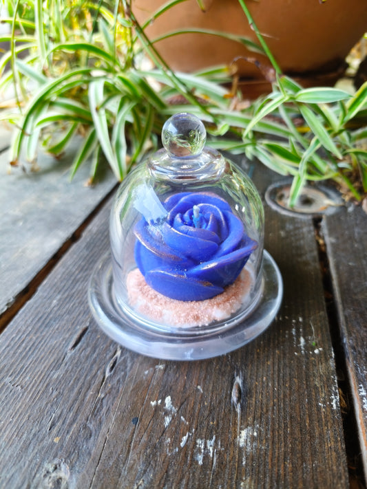 Évasion Monoï – Rose sous cloche