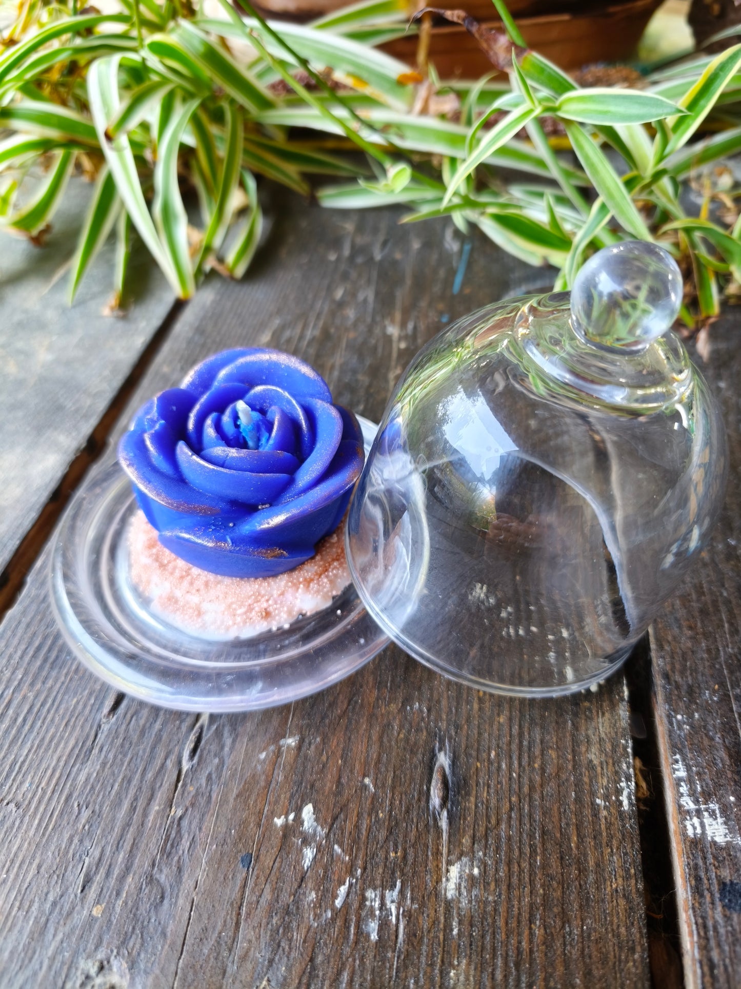 Évasion Monoï – Rose sous cloche