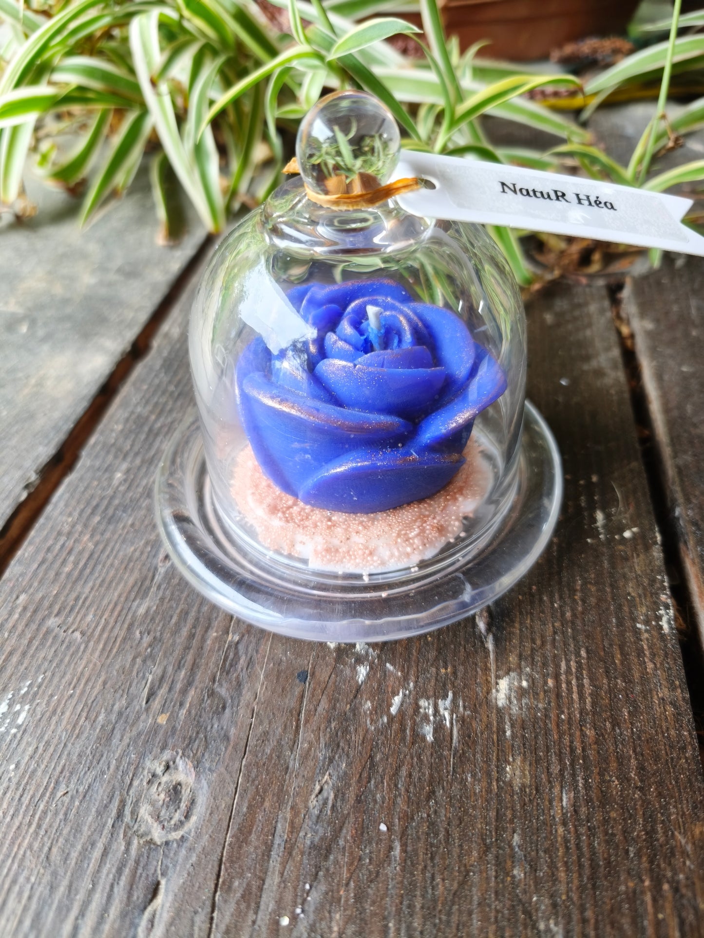 Évasion Monoï – Rose sous cloche