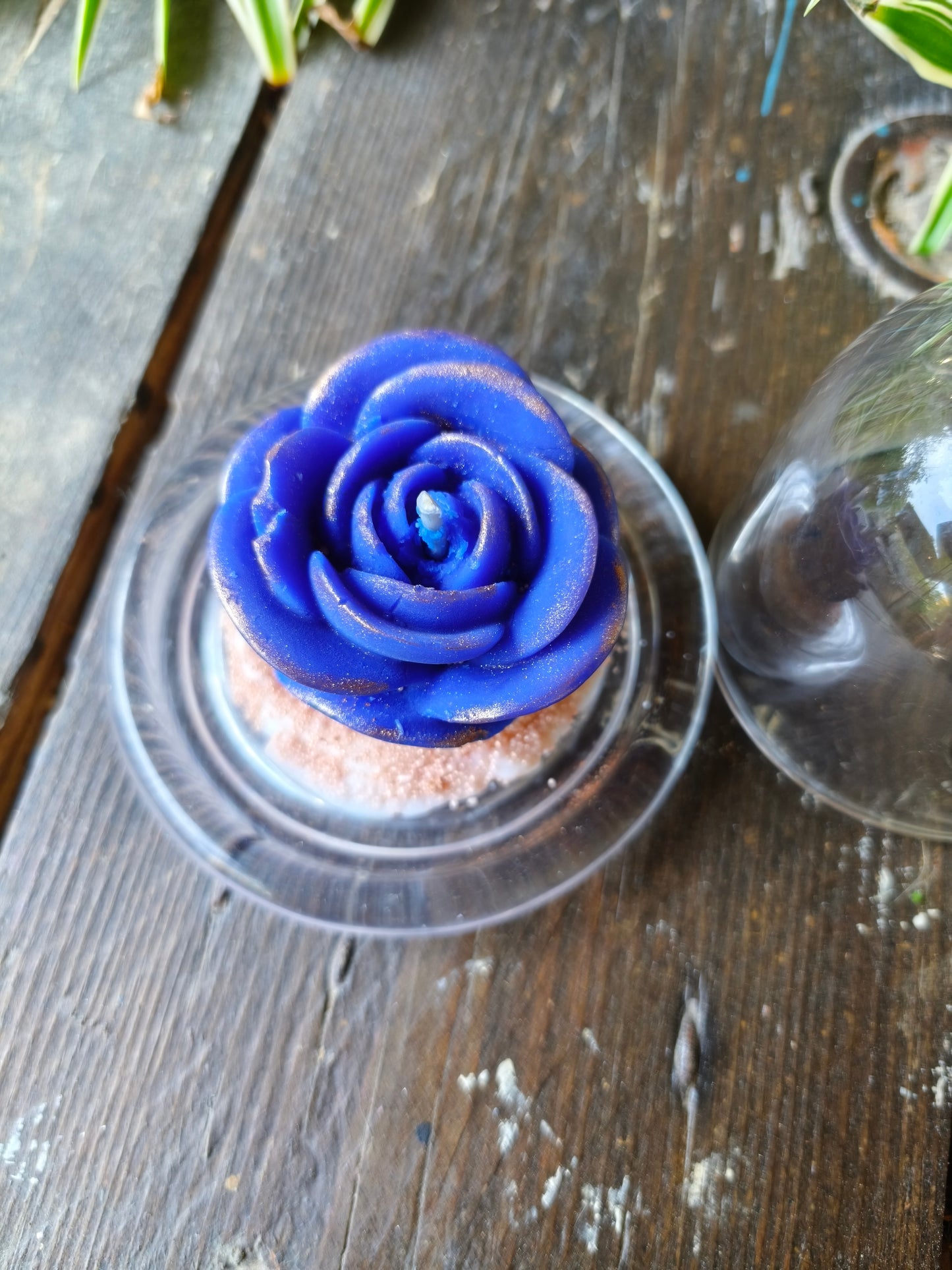 Évasion Monoï – Rose sous cloche