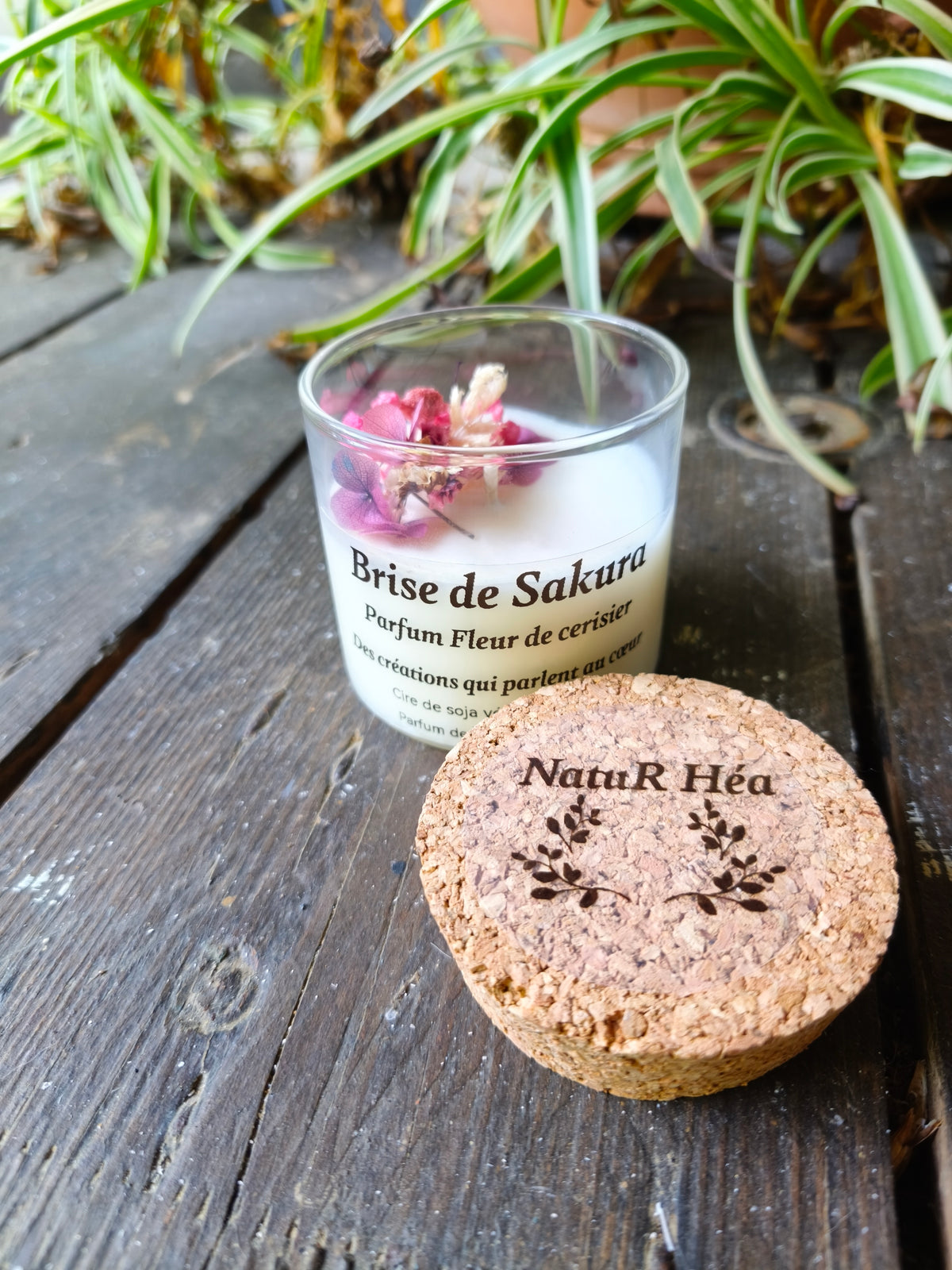 Brise de Sakura 🌸